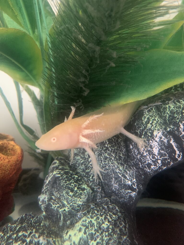Image of Morgan Acree's pet Axolotl, Ritz